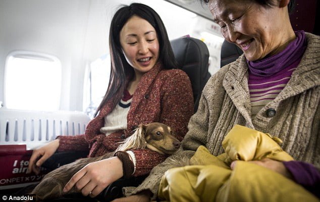 Volando con perros