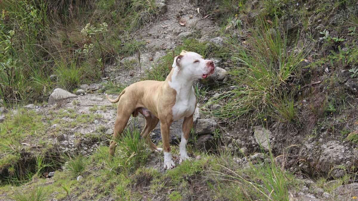 American pit bull terrier atigrado de pie sobre una ladera con vegetación