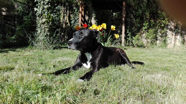 American staffordshire terrier negro y blanco echado sobre el pasto, junto a unas flores