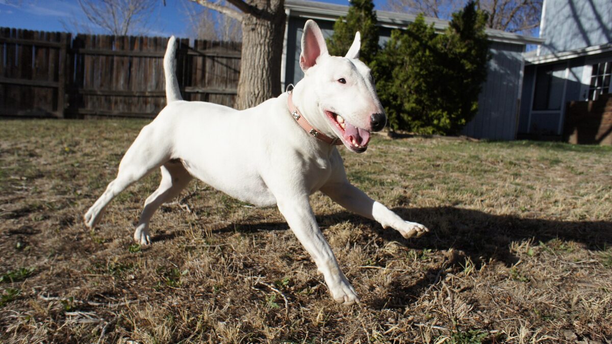 Bull terrier: carácter, cabeza de huevo, salud y cuidados 1 Bull terrier blanco corriendo sobre la tierra con la boca abierta
