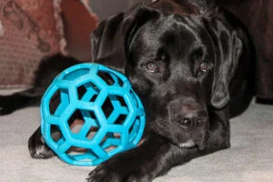 Juguete para perro
