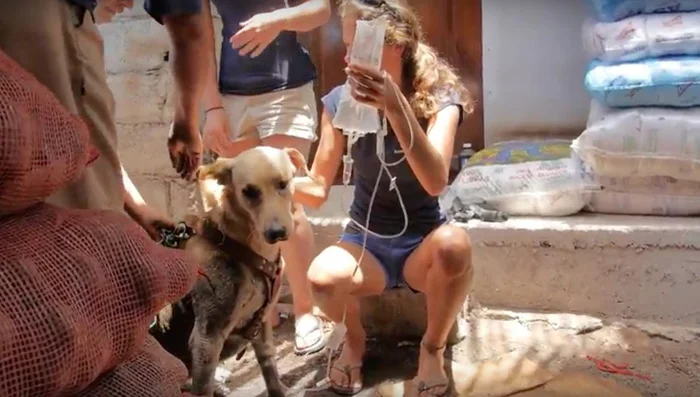 Este perro fue envenenado y lo transportaron en una "ambulancia improvisada", afortunadamente se salvó 4 A Escot le pusieron un cateter intravenoso