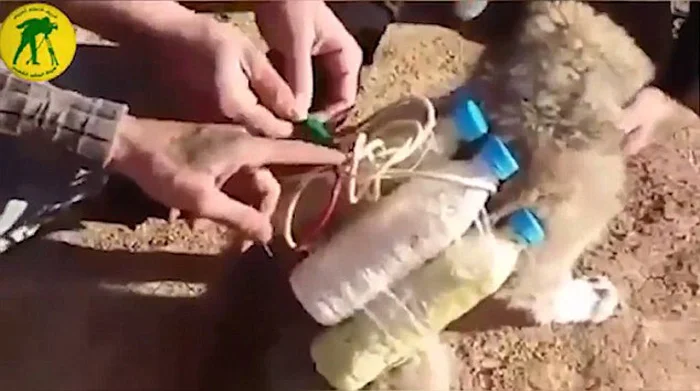 Cinturón suicida explosivo A este perro le amarraron un cinturón suicida explosivo