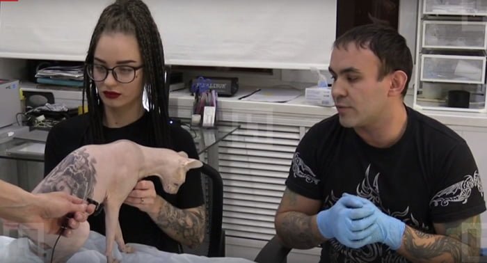 Aleksandr es un artista ruso que decidió tatuar a su gato