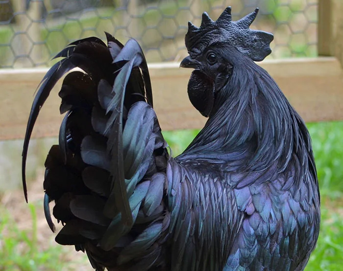 Ayam Cemani raro pollo negro