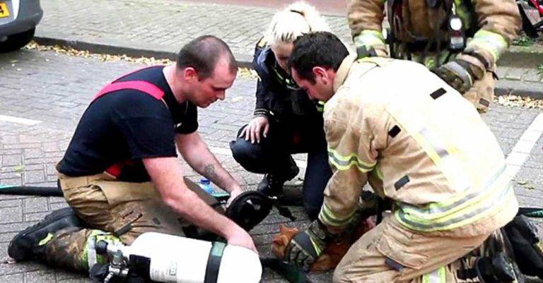 Bomberos salvaron la vida de un gato que se encontraba atrapado e inconsiente en un edificio en llamas
