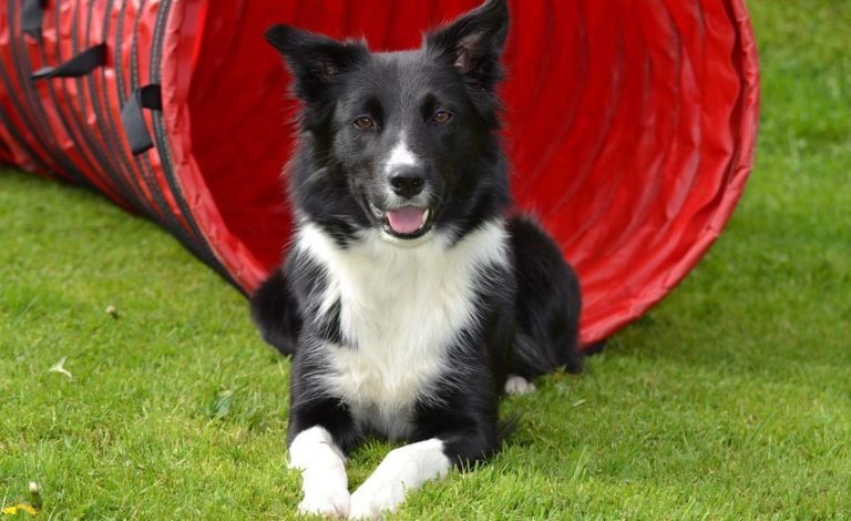Border Collie, características, cuidados y curiosidades