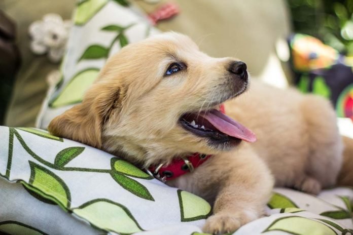 Golden Retriever, Cuidados, Características Y Comportamiento