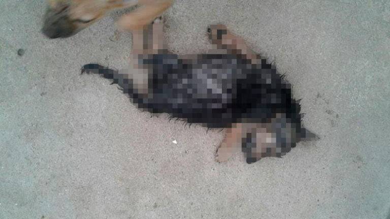 Terrible matanza de perros en una fundación de Córdoba, Argentina