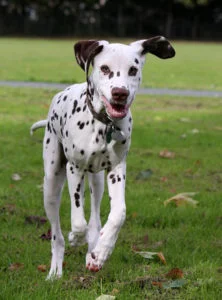 Perro dálmata