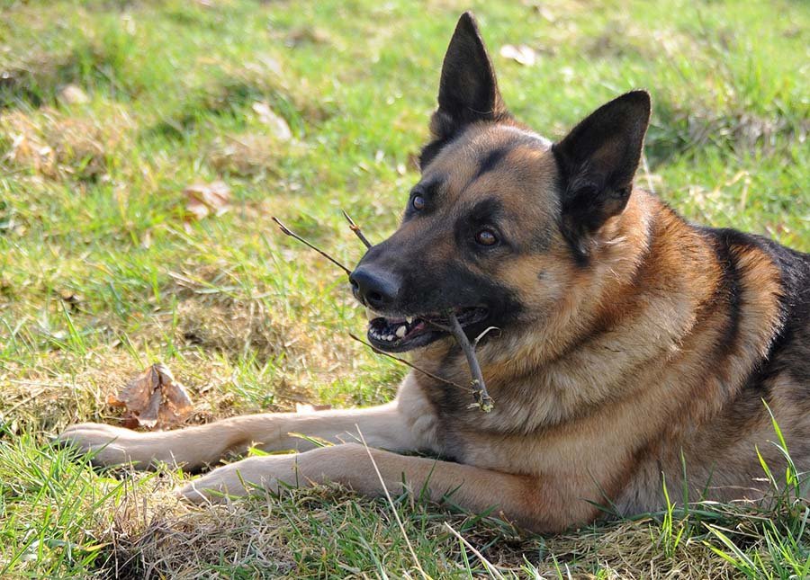 Deutscher Schäferhund