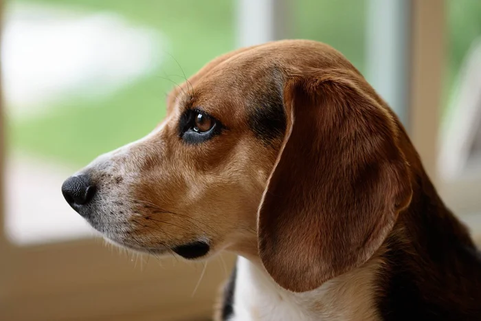 Perro beagle de perfil