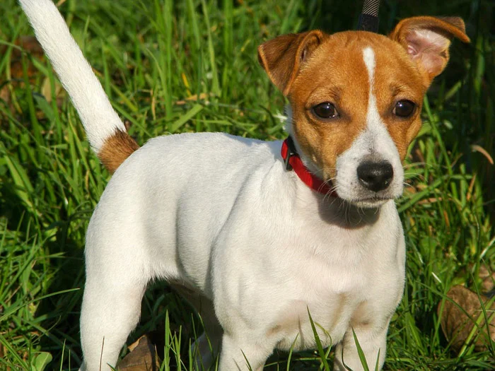 El Jack Russell Terrier tiene una buena adaptabilidad