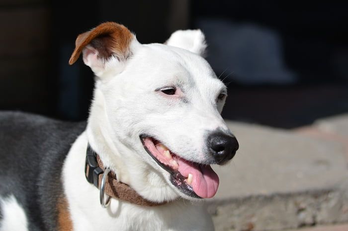 El Jack Russell terrier es un perro encantador