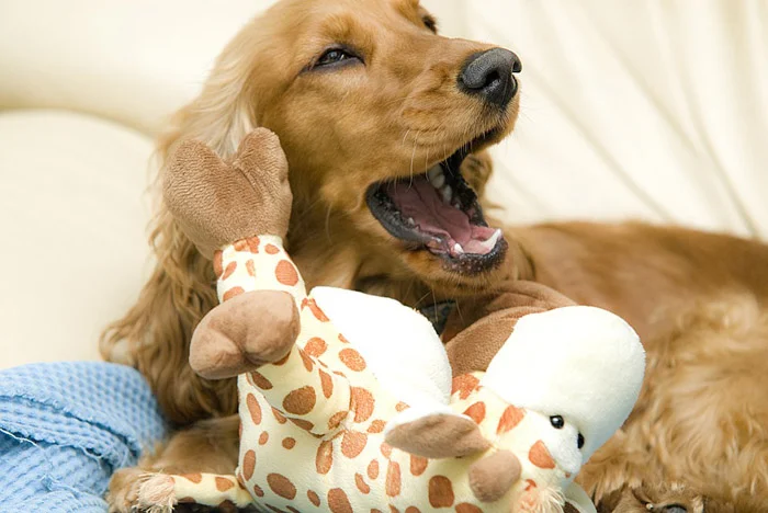 cocker spaniel inglés cocker spaniel inglés