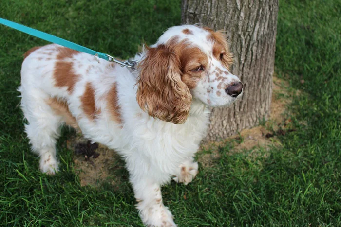 cocker spaniel blanco con café cocker spaniel blanco con café