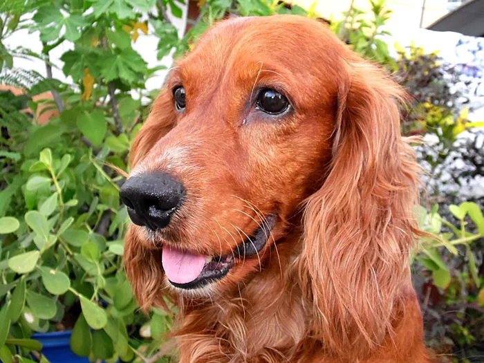 perro cocker spaniel perro cocker spaniel