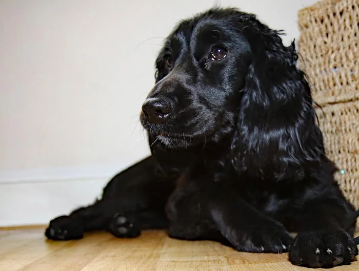 cocker spaniel inglés de color negro cocker spaniel inglés de color negro