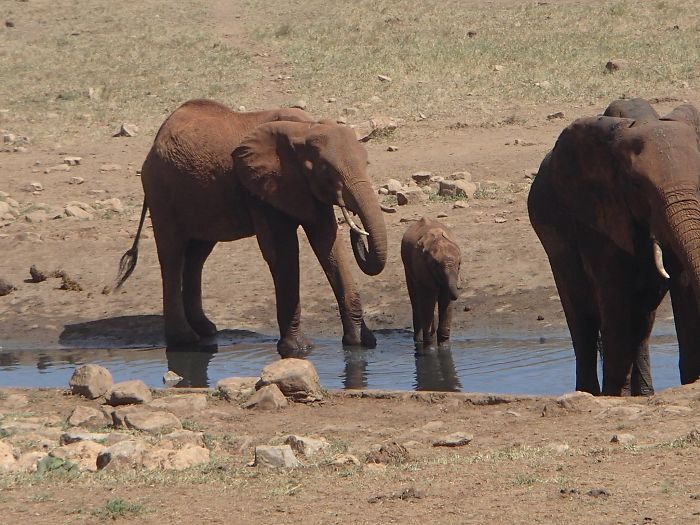 elefanti assetati