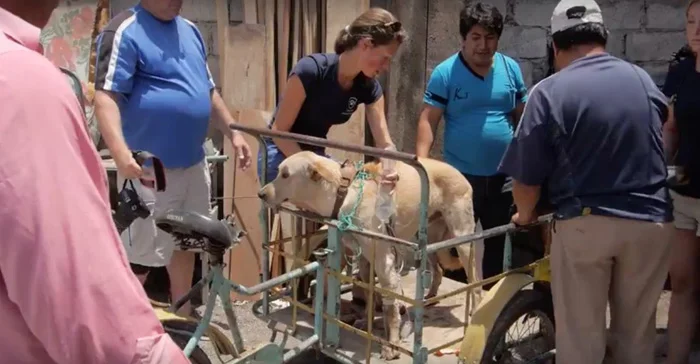 Este perro fue envenenado y lo transportaron en una "ambulancia improvisada", afortunadamente se salvó 7 Escot fue transportado en una ambulancia improvisada