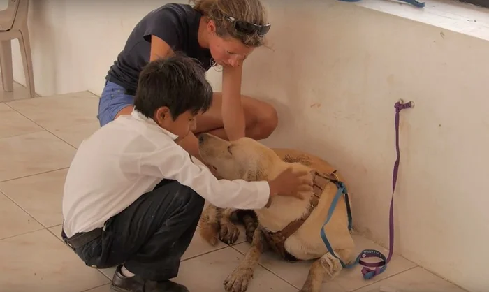 Este perro fue envenenado y lo transportaron en una "ambulancia improvisada", afortunadamente se salvó 8 Escot logró sobrevivir