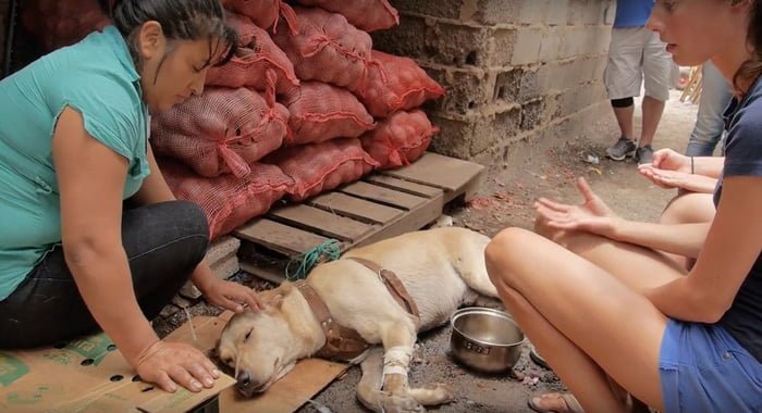 Escot se derrumbó en la tienda de su padre humano