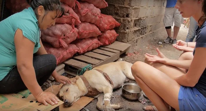 Este perro fue envenenado y lo transportaron en una "ambulancia improvisada", afortunadamente se salvó 2 Escot se derrumbó en la tienda de su padre humano