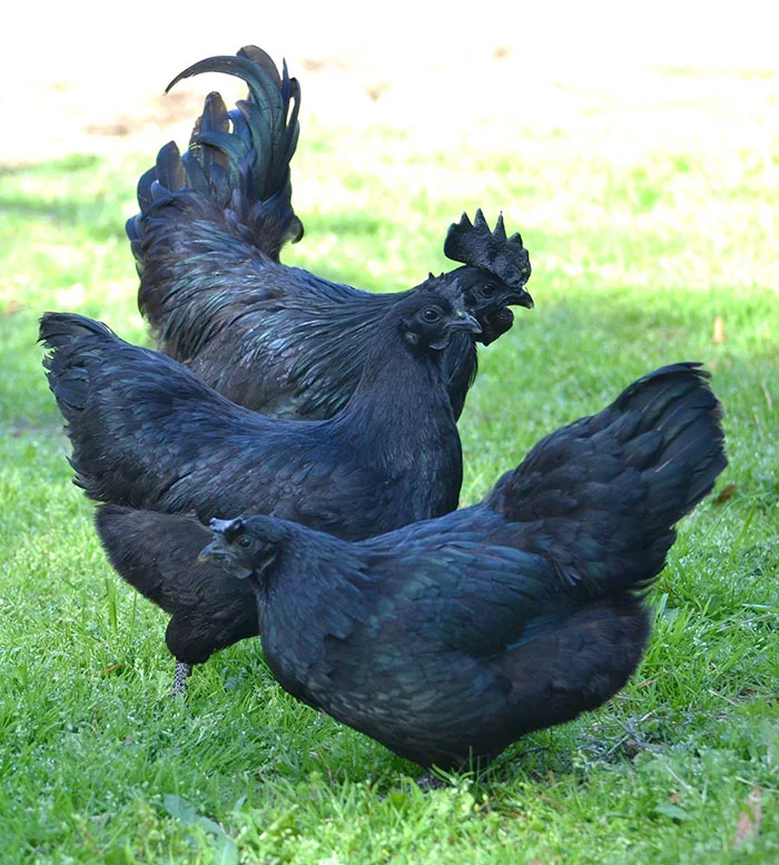 Especie de pollo negro