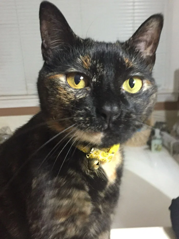 Esta gata leal estuvo hasta el último momento con Kylie