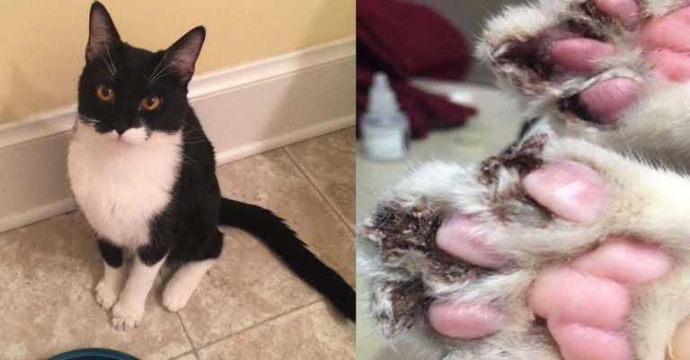 Este gato estuvo a punto de morir porque a alguien no le gustaban sus garras y decidió cortárselas
