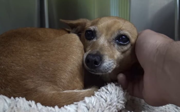 Questo bellissimo cane a tre zampe ha bisogno di una famiglia