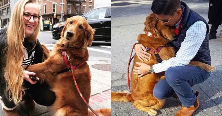Esta Golden Retriever está obsesionada con dar abrazos a toda la gente que conoce
