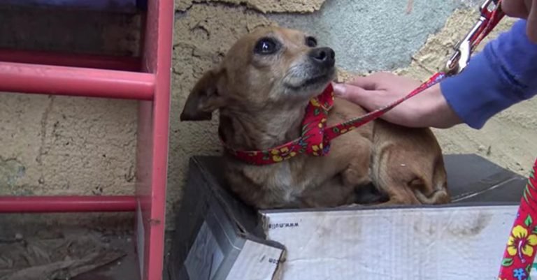 Perrita de tres patas durmió en una caja de zapatos durante semanas esperando que la rescataran