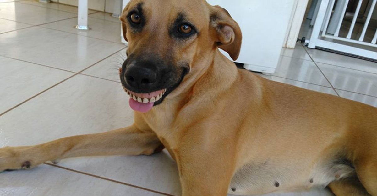 Esta perra con una peculiar sonrisa sorprendió a su padre adoptivo