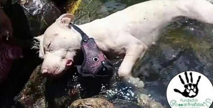  Esta perra fue encontrada ahogada, al parecer fue arrojada a un charco