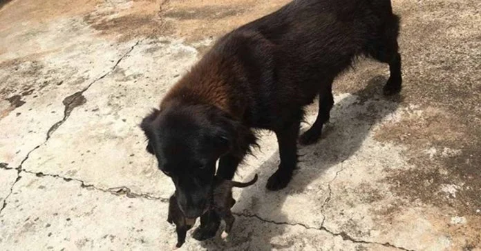 Esta perra salvó a un cachorro que al parecer fue arrojado en la basura