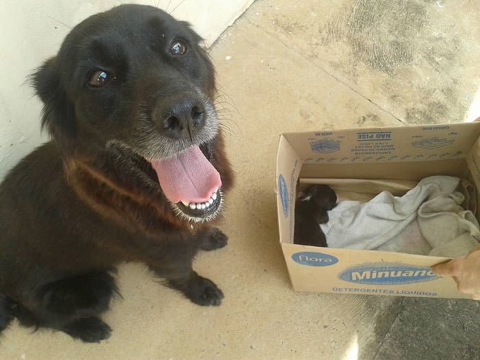 Esta perra salvó la vida de un cachorro abandonado en la basura