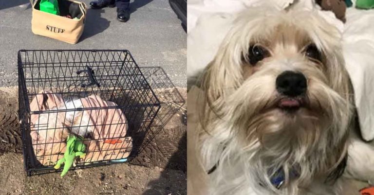 Este perro fue abandonado en una jaula al lado de la carretera con todos sus juguetes