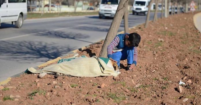 Este niño refugiado cuidó a un perro lesionado hasta que llegó ayuda