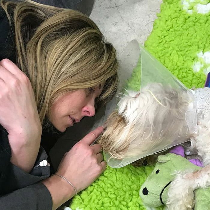 Este perro falleció debido al sindrome de shock tóxico