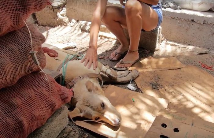 Este perro fue envenenado y estuvo al borde de la muerte