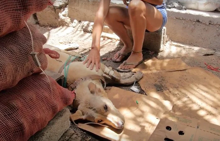 Este perro fue envenenado y lo transportaron en una "ambulancia improvisada", afortunadamente se salvó 3 Este perro fue envenenado y estuvo al borde de la muerte