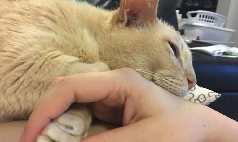 Este gato no puede dormir si su madre humana no está sosteniendo su pata