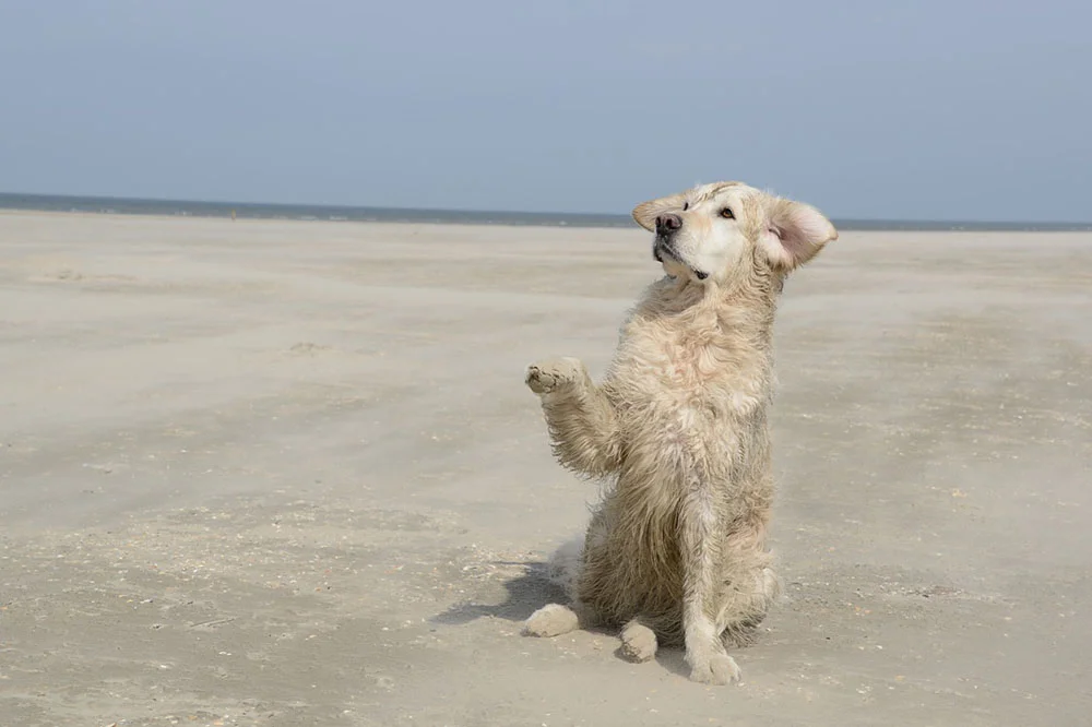 Golden retriever - perro obediente Golden retriever - perro obediente