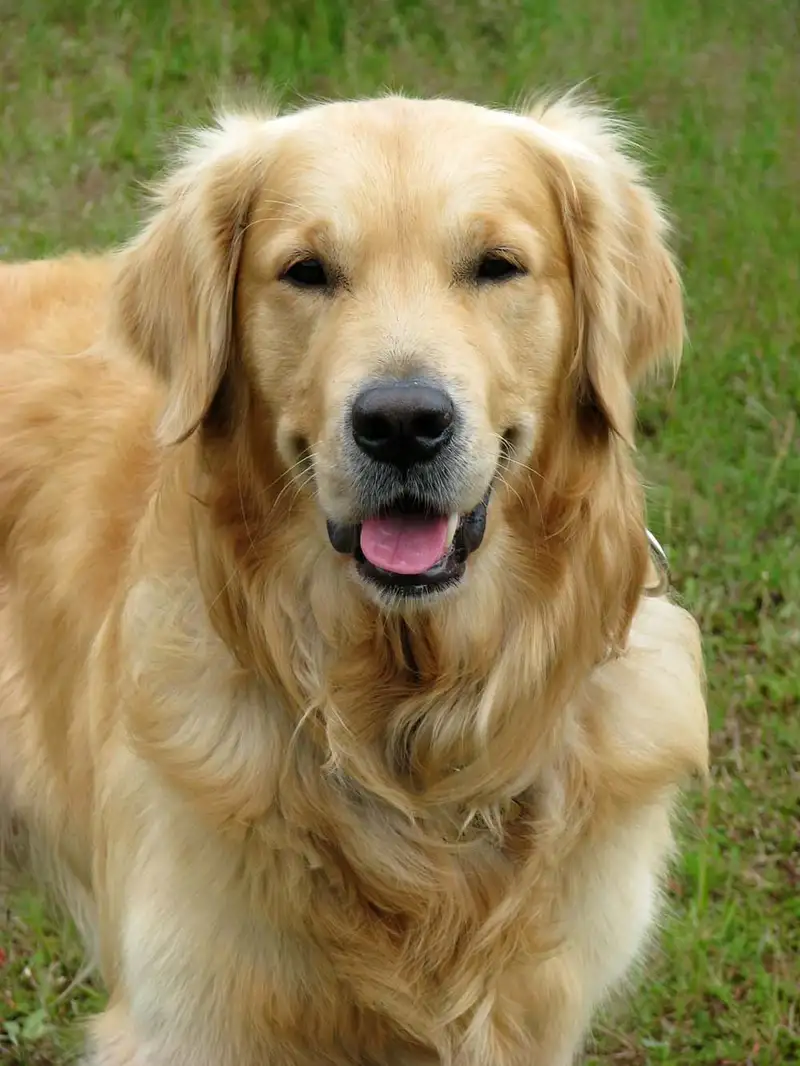 Golden retriever - razas de perros