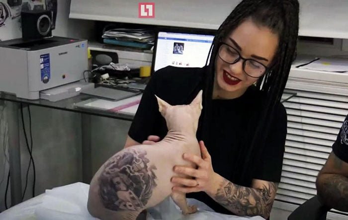 Gran indignación por tatuar a un gato esfinge