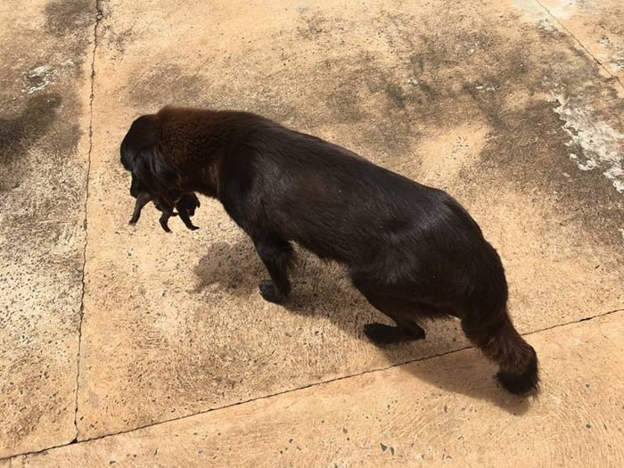 Heroica perra salvó a un cachorro