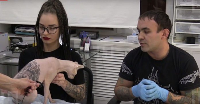 Indignación por un artista ruso que tatuó el cuerpo de su gato esfinge