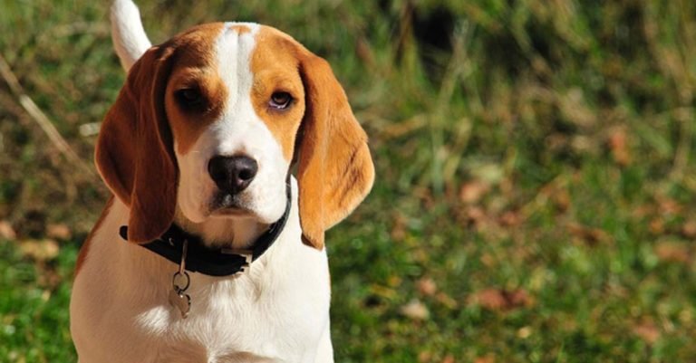 Beagle, cuidados, características y curiosidades