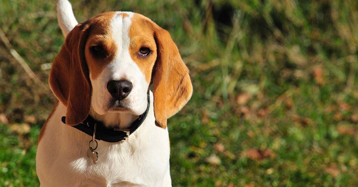 escaldadura Conjugado Poderoso Perros beagle, cuidados, características y más ? Notas de Mascotas